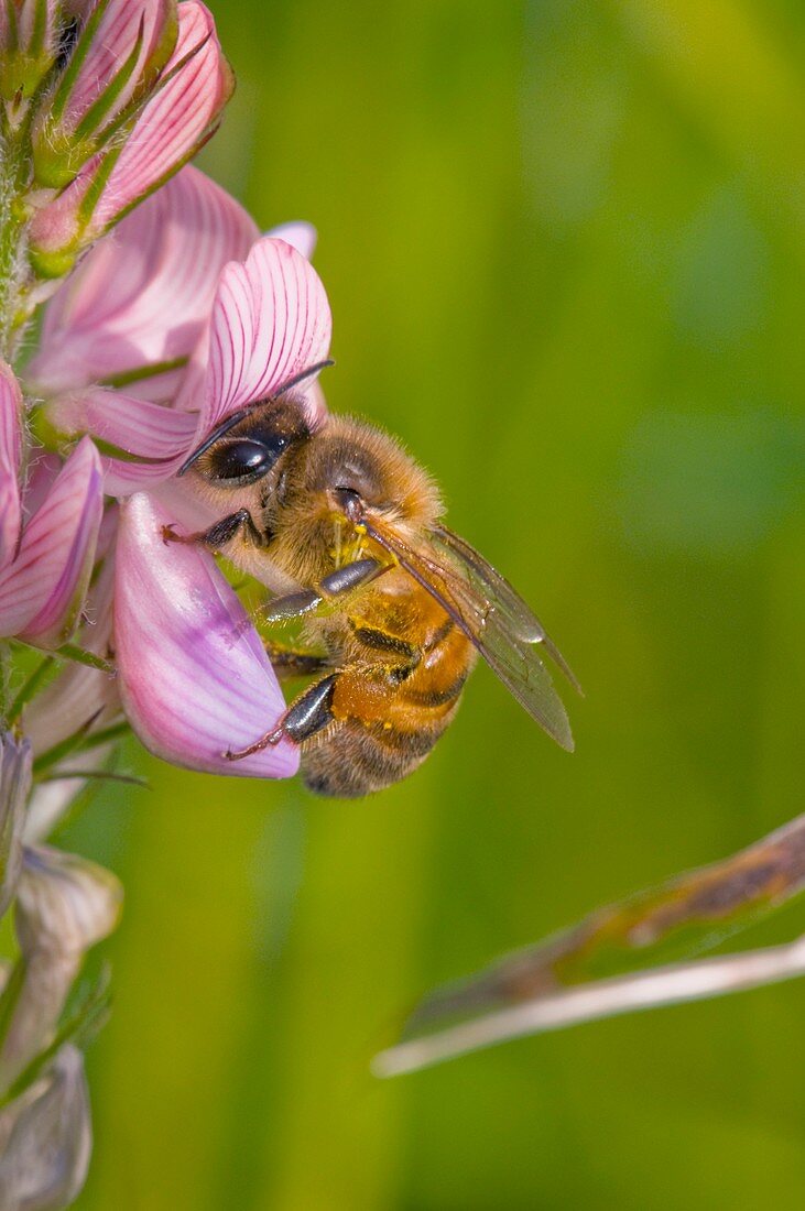 Honey bee feeding on flower