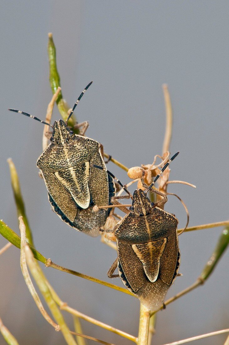 Shield bugs on a plant