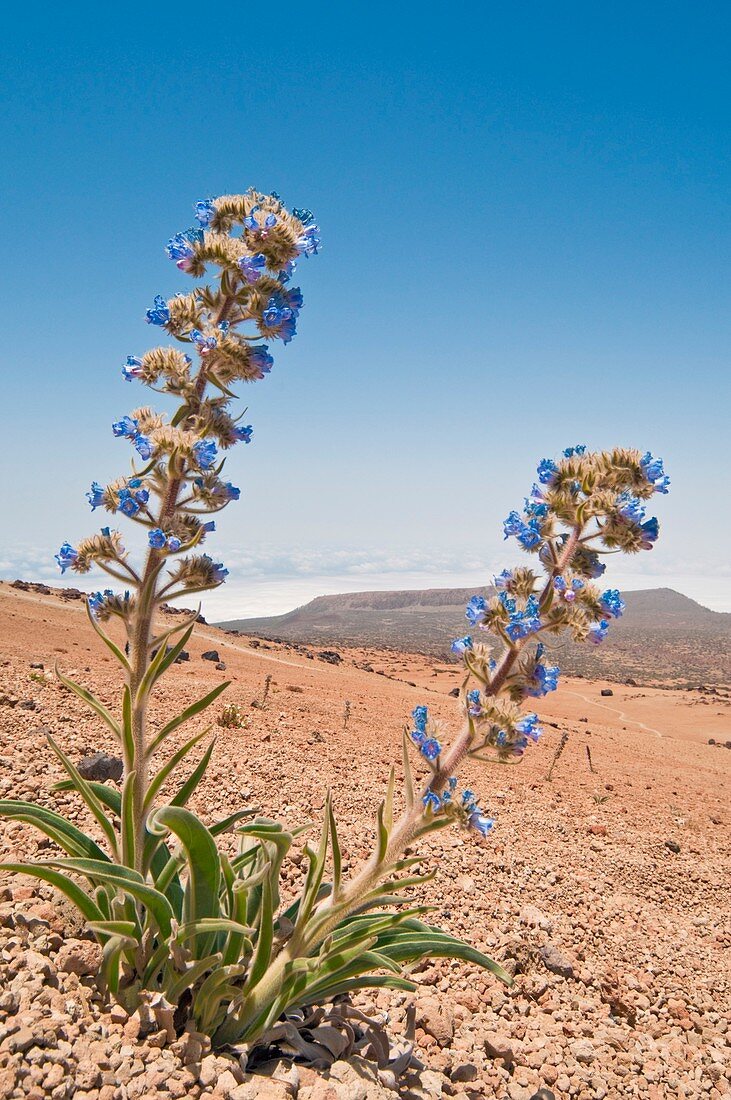 Bugloss (Echium auberianum) in flower