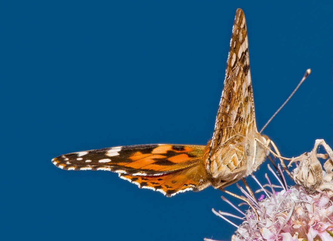 Painted lady feeding on mountain scabious