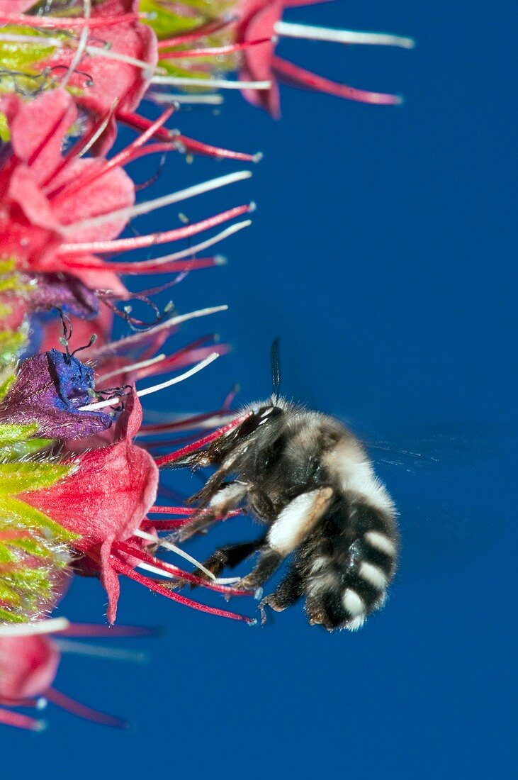 Bee feeding on Teide bugloss