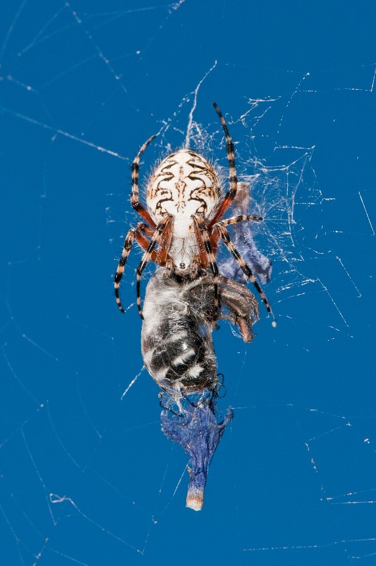 Oak spider with prey