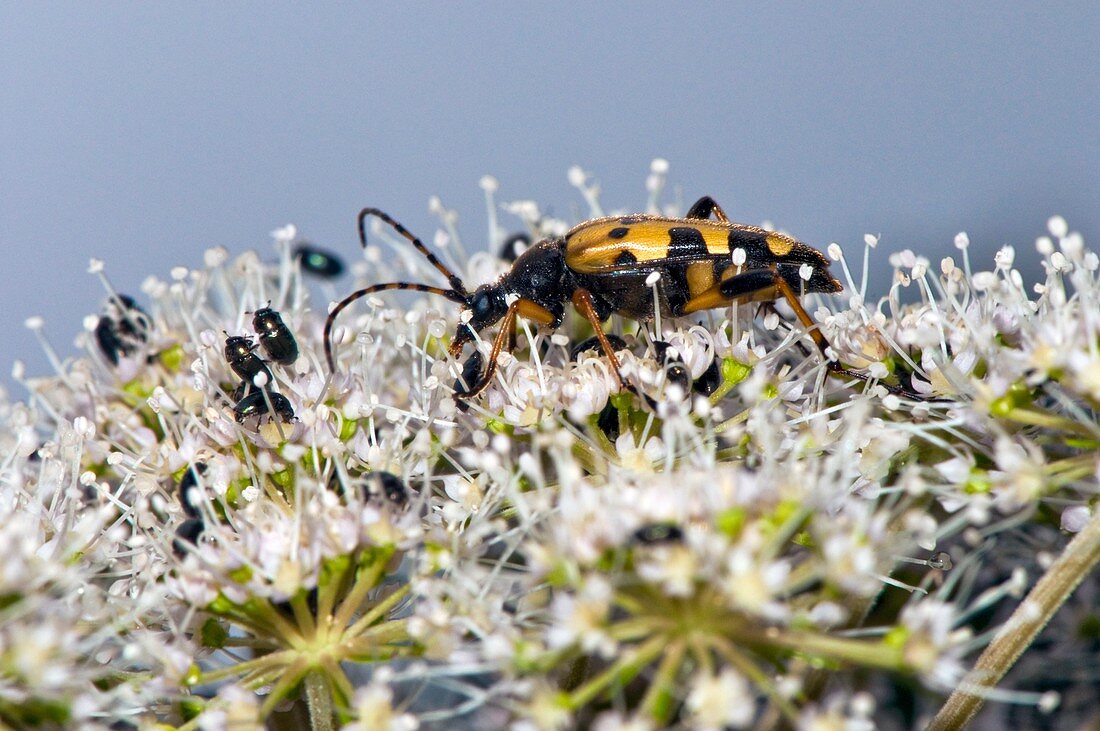 Longhorn beetle feeding on hogweed