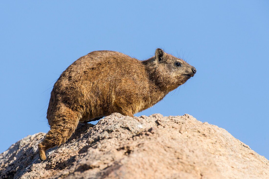 Rock hyrax