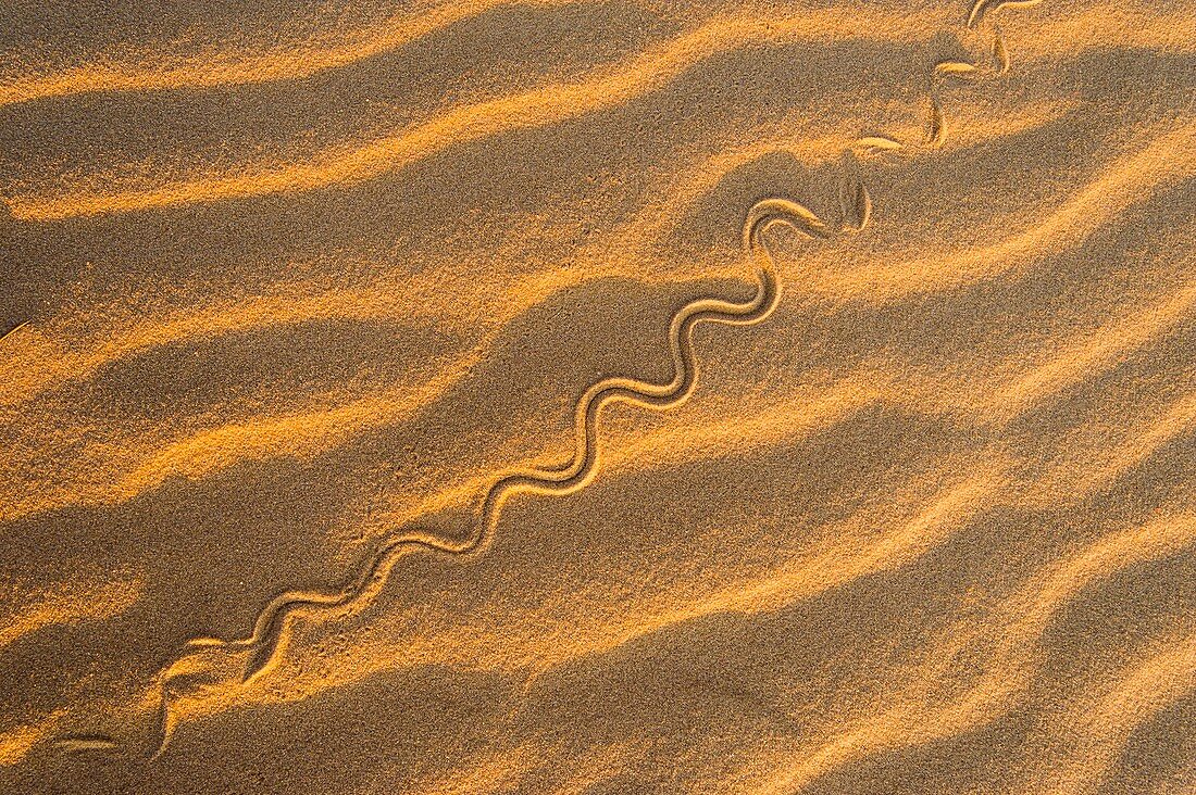 Snake track on a sand dune