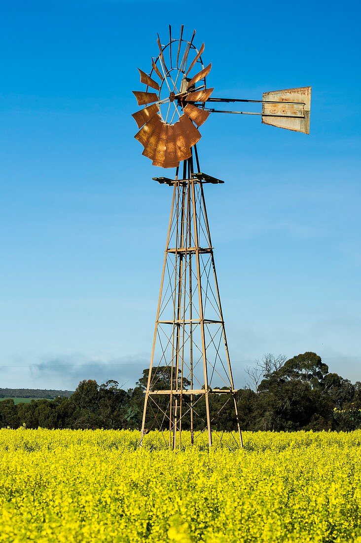 Windmill in a canola field