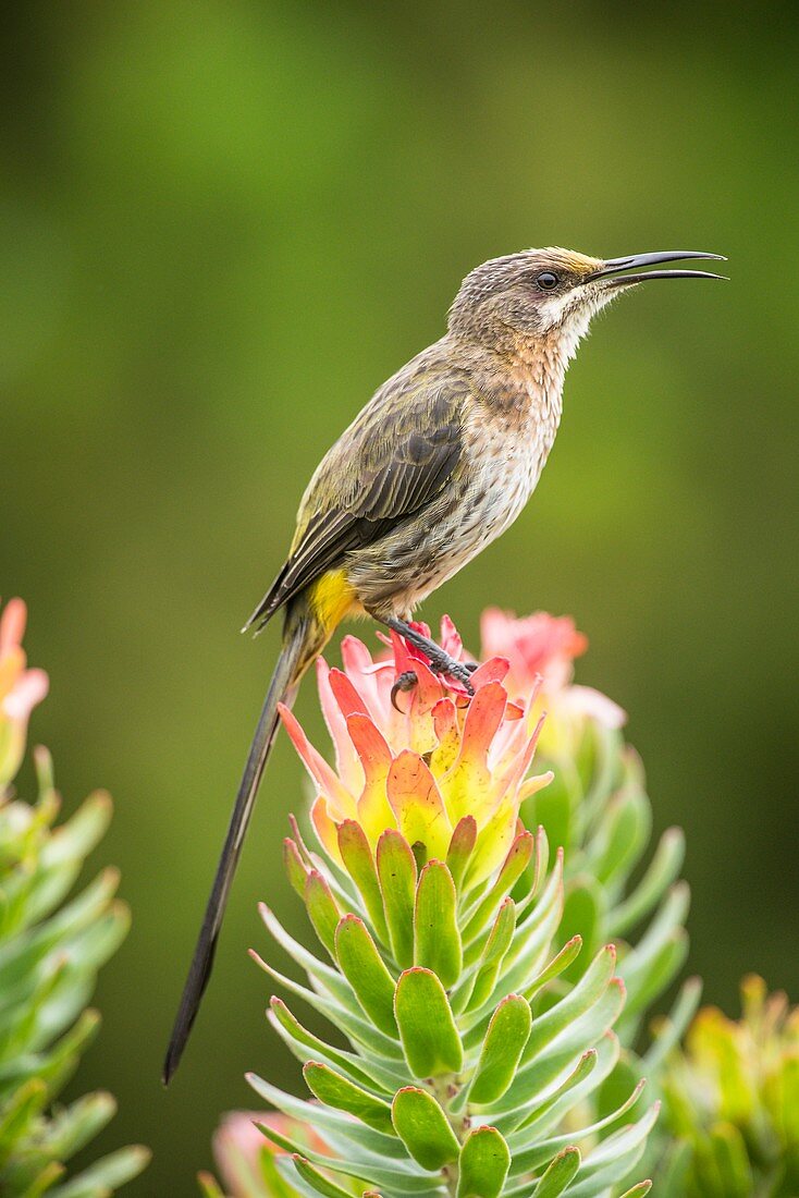Cape sugarbird on a flower