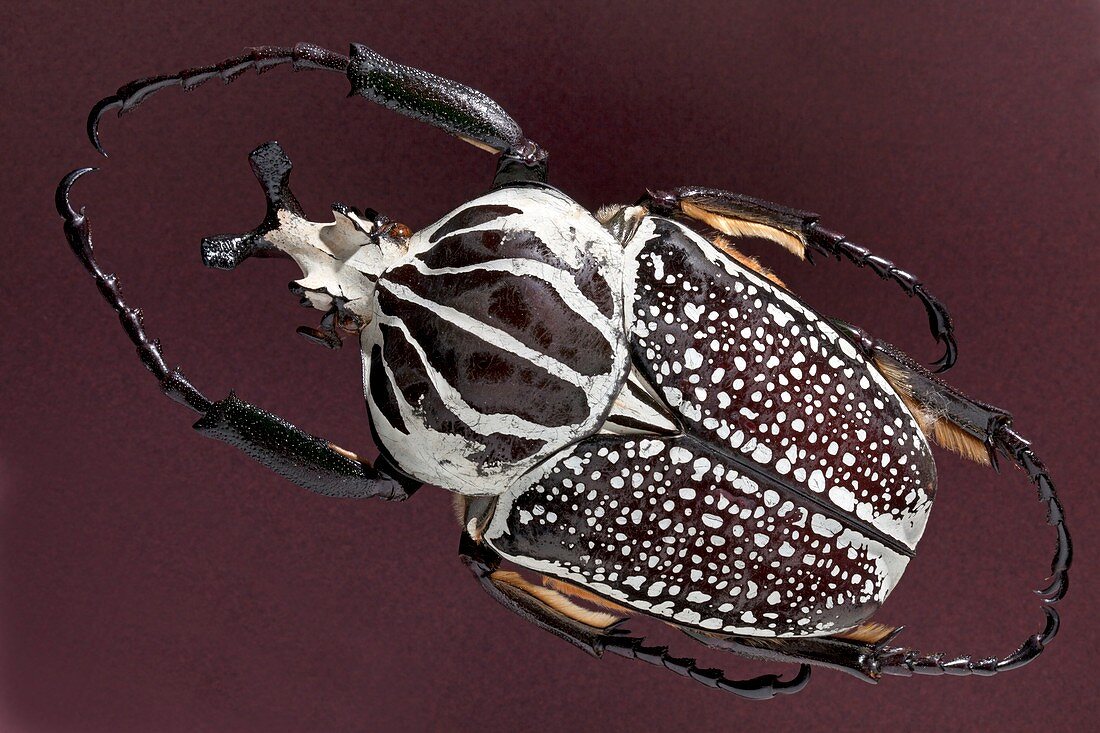 Goliathus beetle specimen