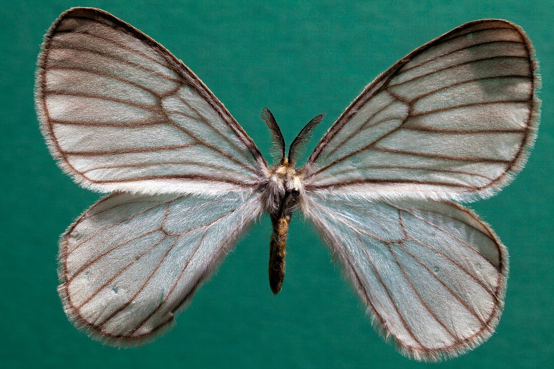 Hibrildes moth specimen