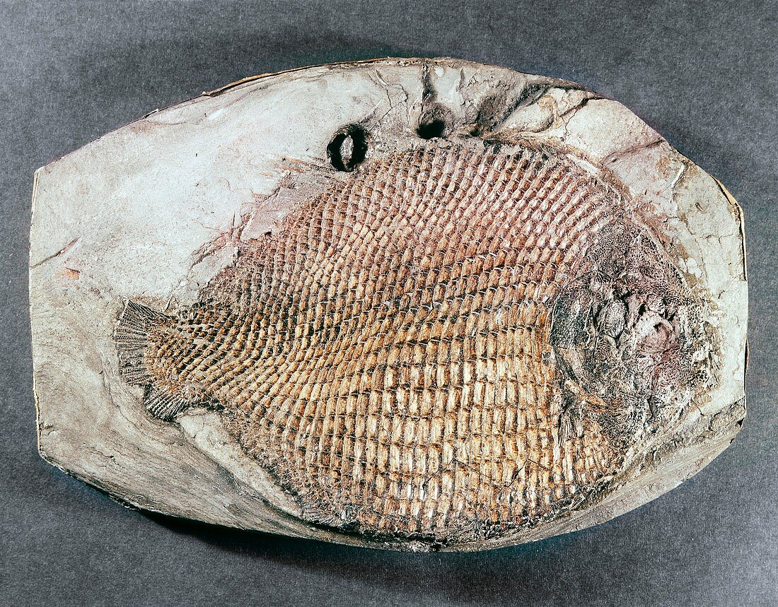 Dapedium orbicularis,fish fossil