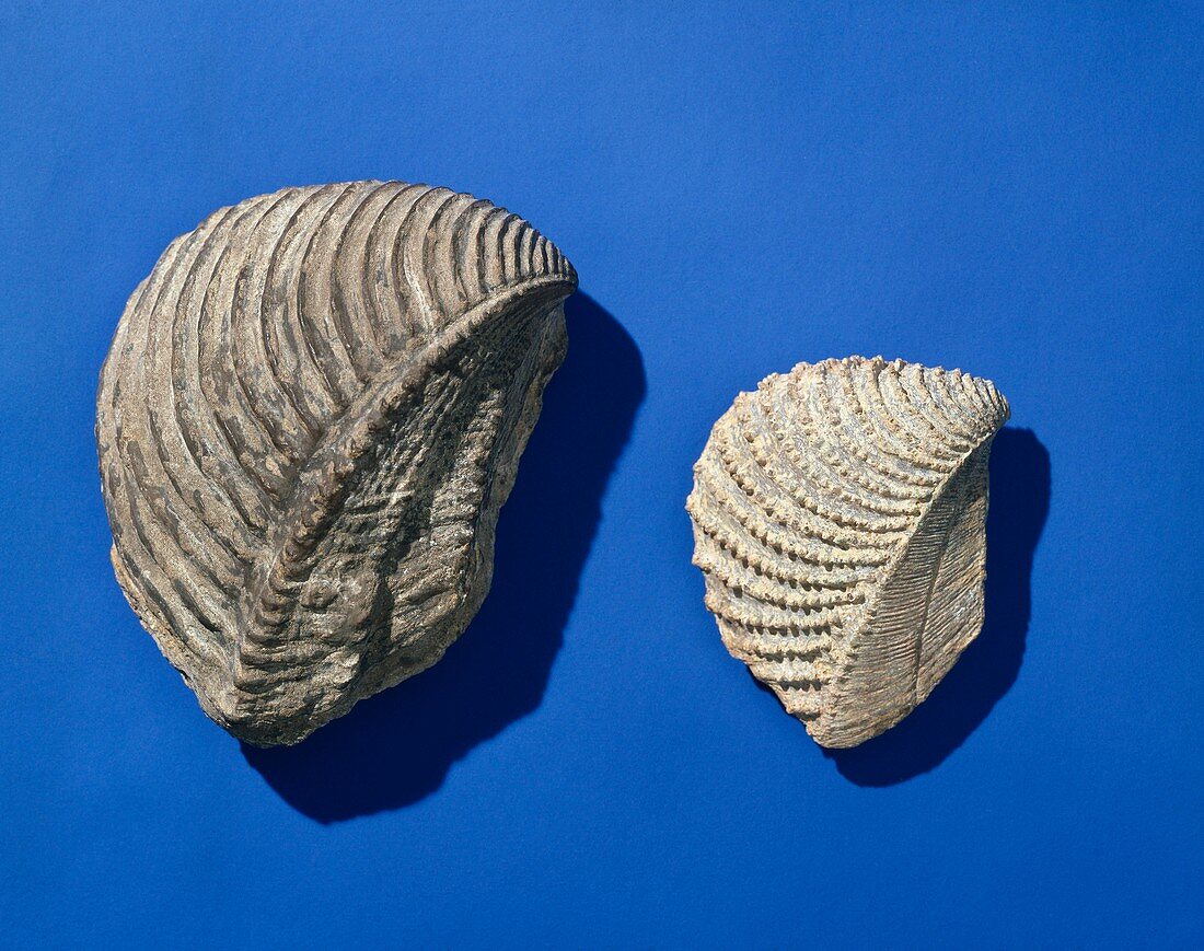 Trigona,bivalve fossils