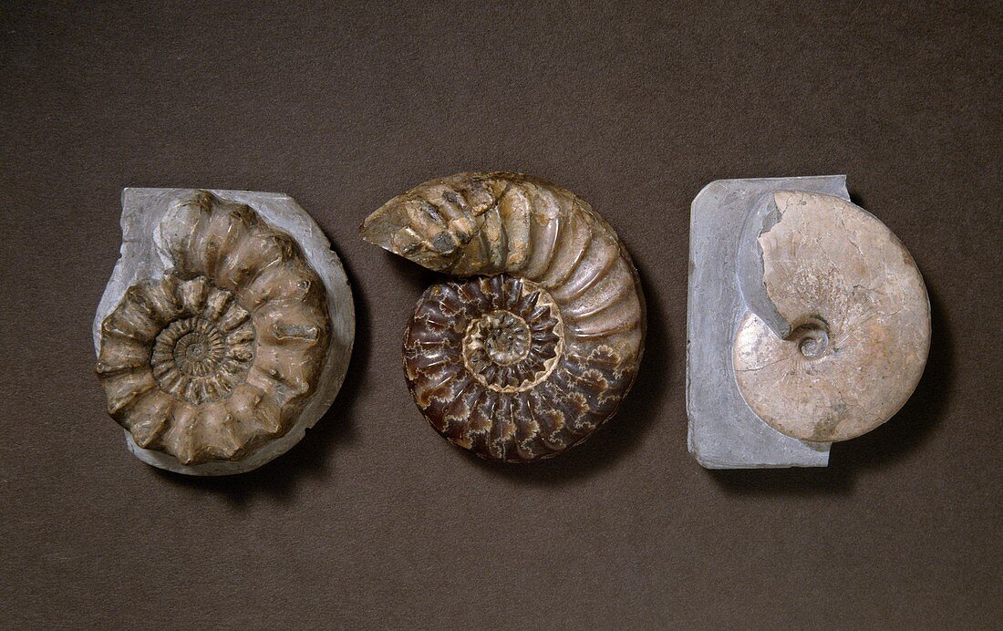 Ammonite fossils