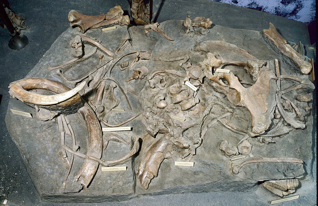 Woolly mammoth,fossil bones