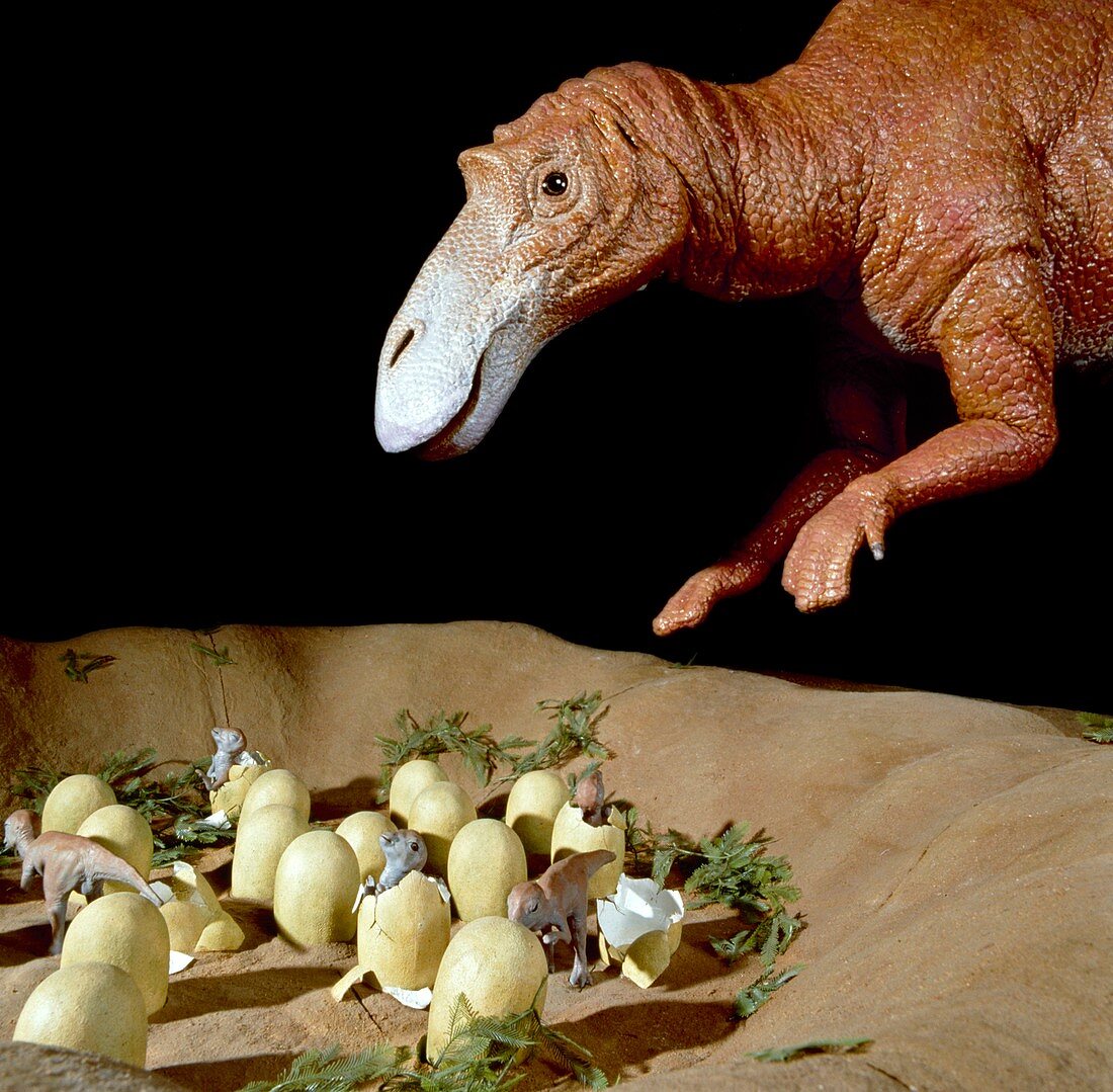 Maiasaura dinosaur nest,museum model