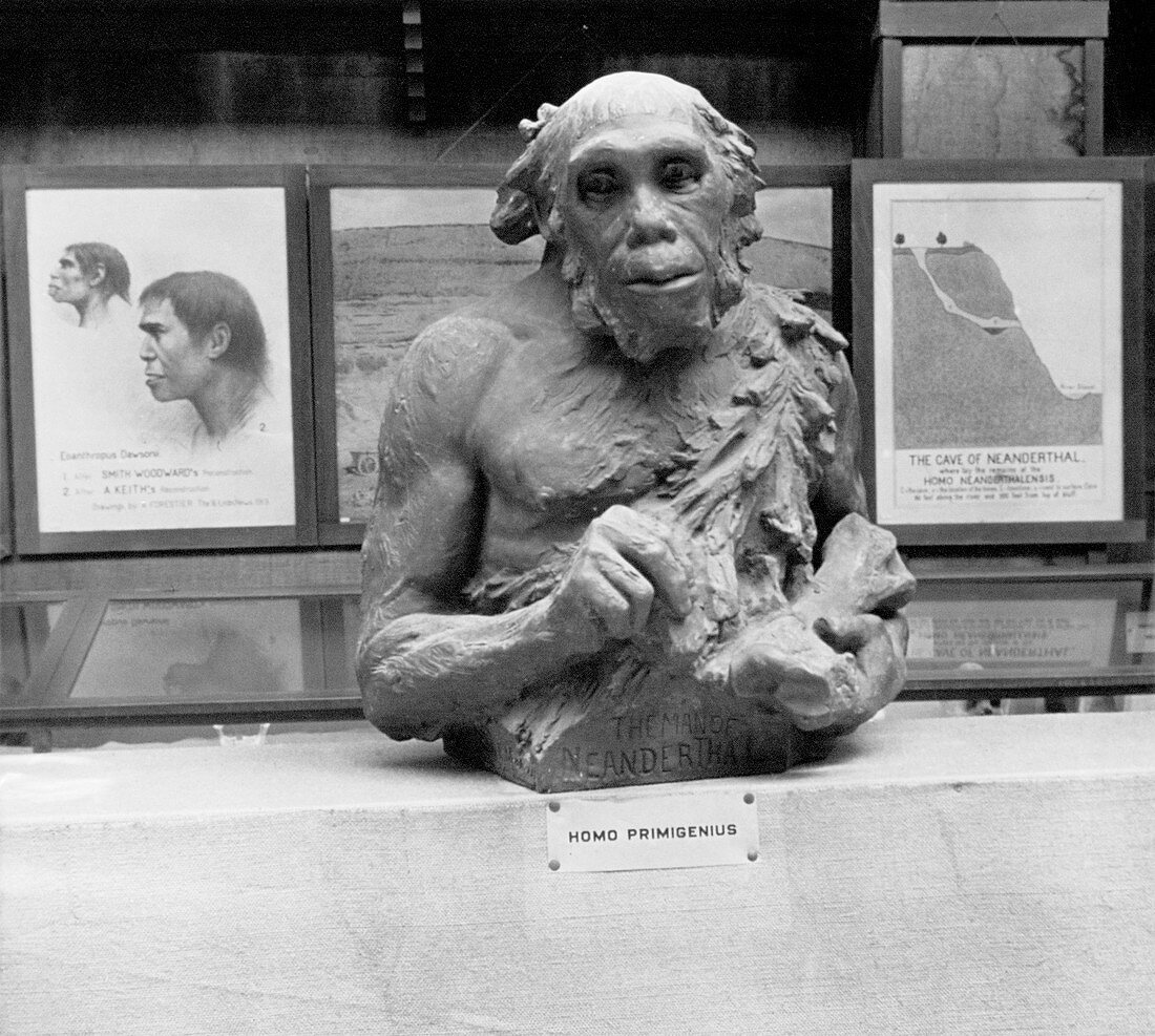 Neanderthal museum display,1924
