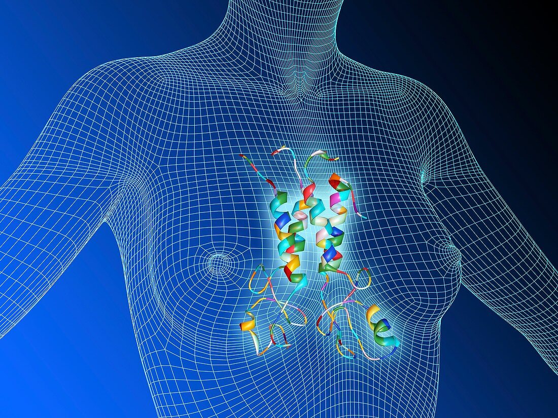 Breast cancer protein molecule,artwork