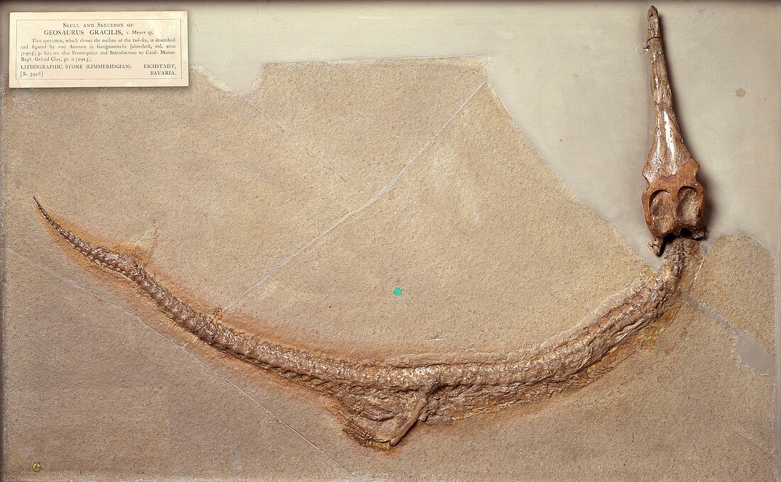 Geosaurus gracilis,crocodilian fossil