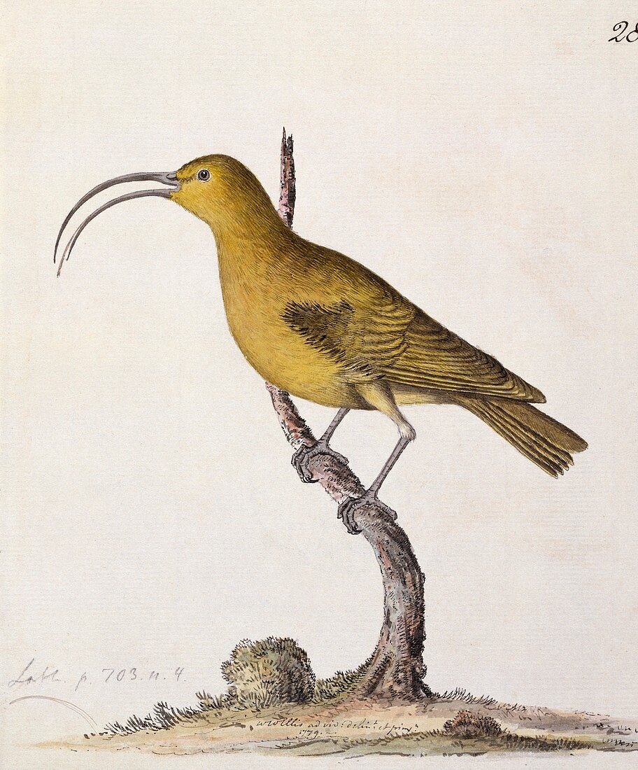 Lesser 'akialoa finch,18th century