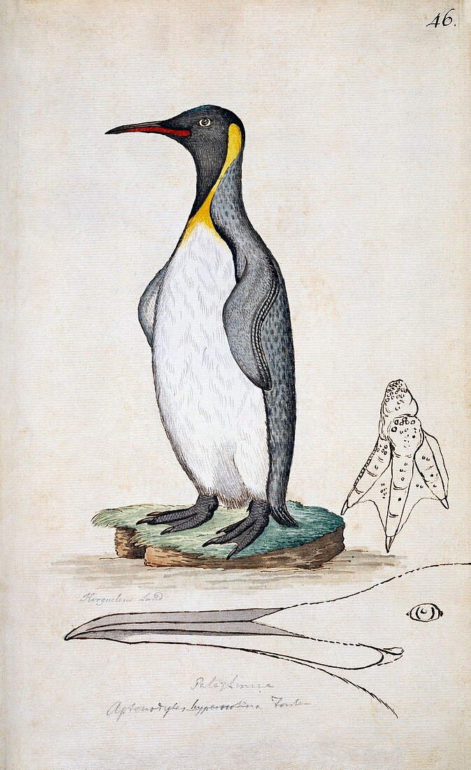 King penguin,18th century