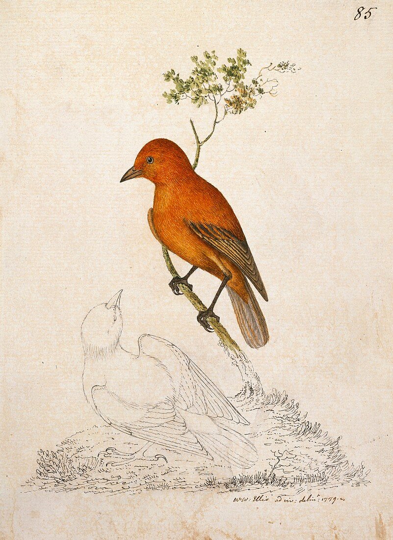 'Akepa forest bird,18th century