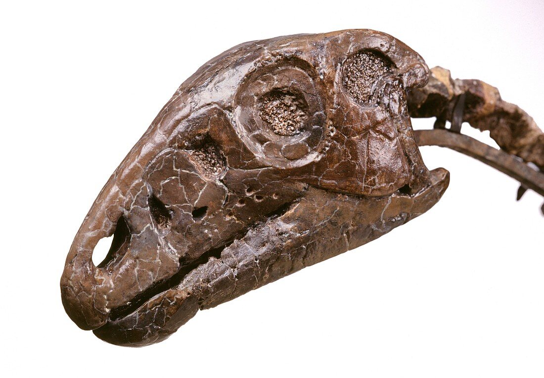 Hypsilophodon dinosaur,fossil skull