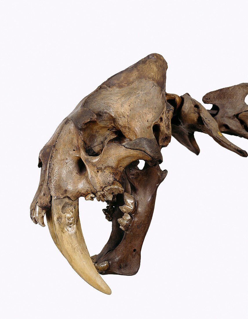 Sabre-toothed cat,fossil skull