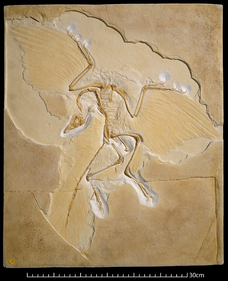 Archaeopteryx fossil,Berlin specimen