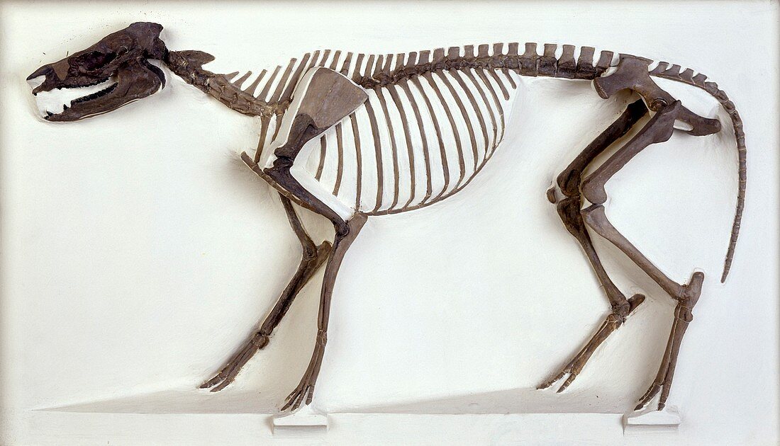 Hyracotherium horse,fossil skeleton