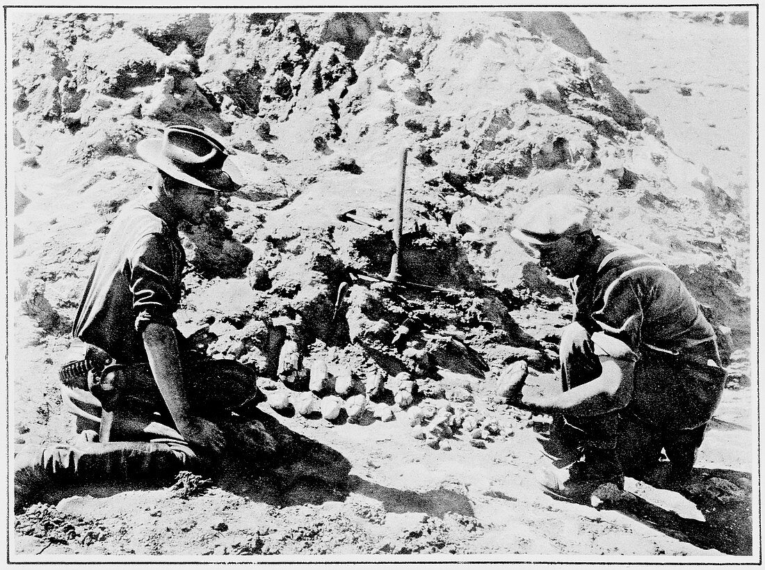 Dinosaur egg fossil excavation,1925