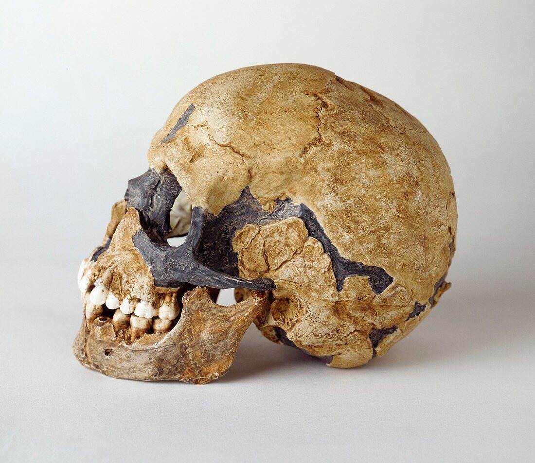 Homo sapiens skull (Qafzeh 11)
