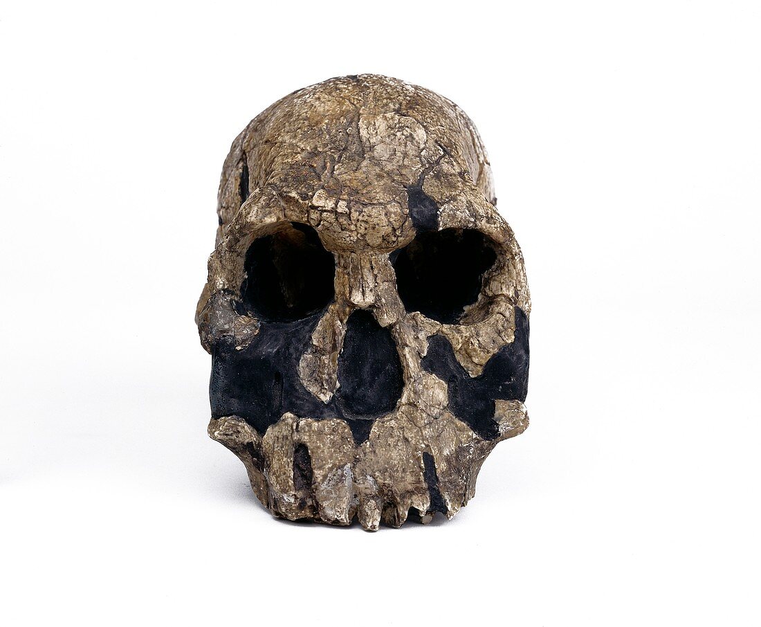 Homo rudolfensis cranium (KNM-ER 1470)