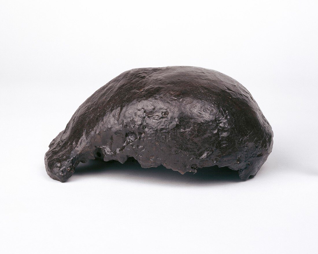 Homo erectus skull-cap (Trinil 2)
