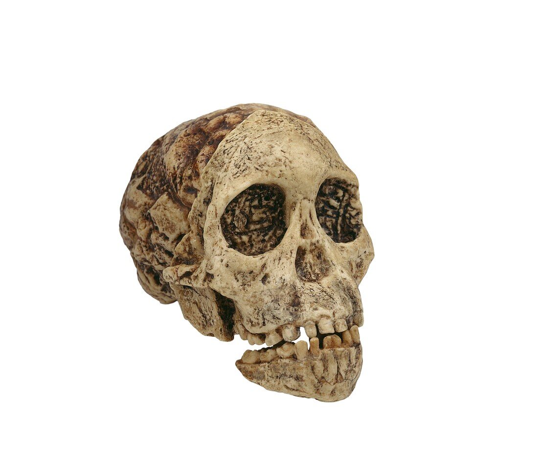Taung Child skull (Taung 1)