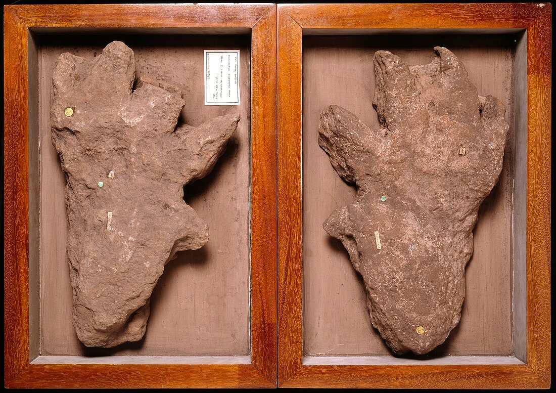 Isochirotherium reptile,footprint fossil