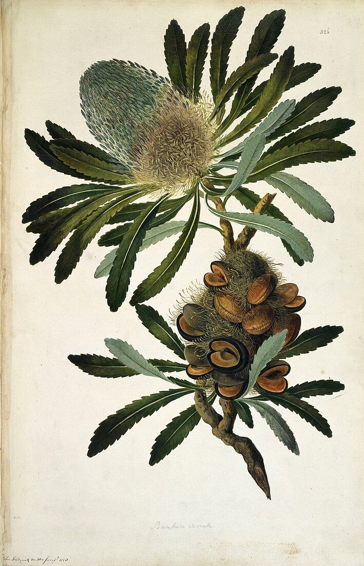 Old man banksia (Banksia serrata),1773
