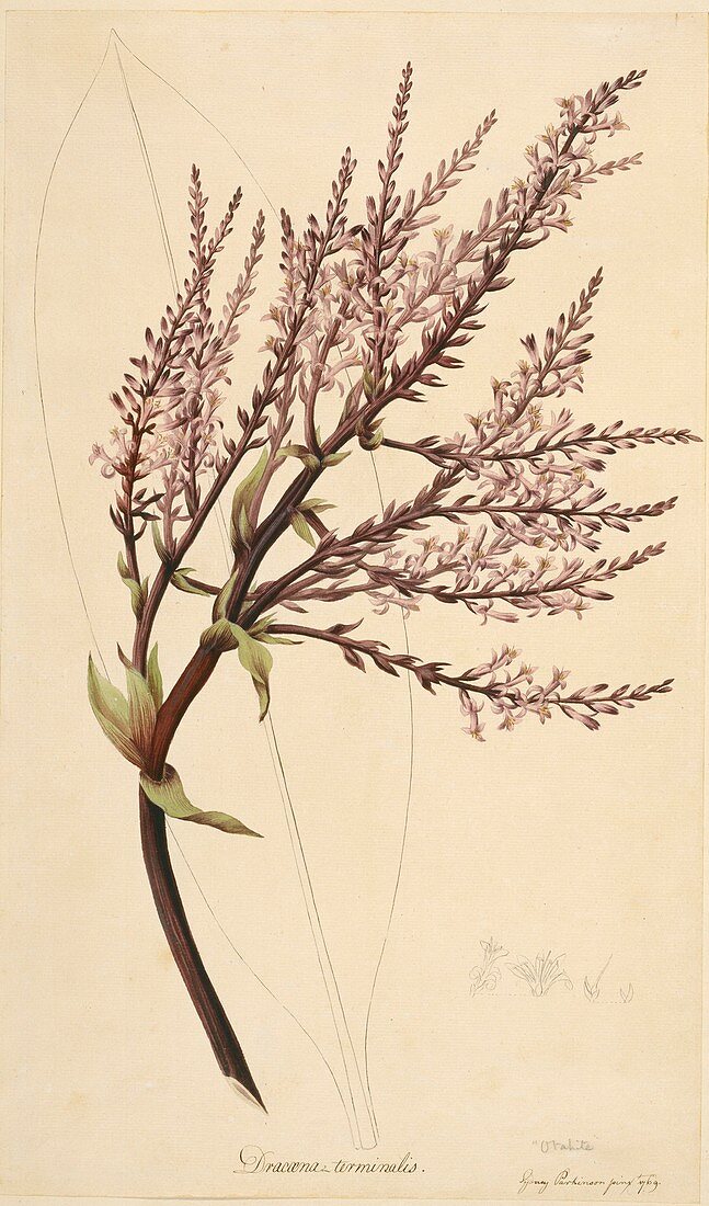 Cordyline fruticosa,1769