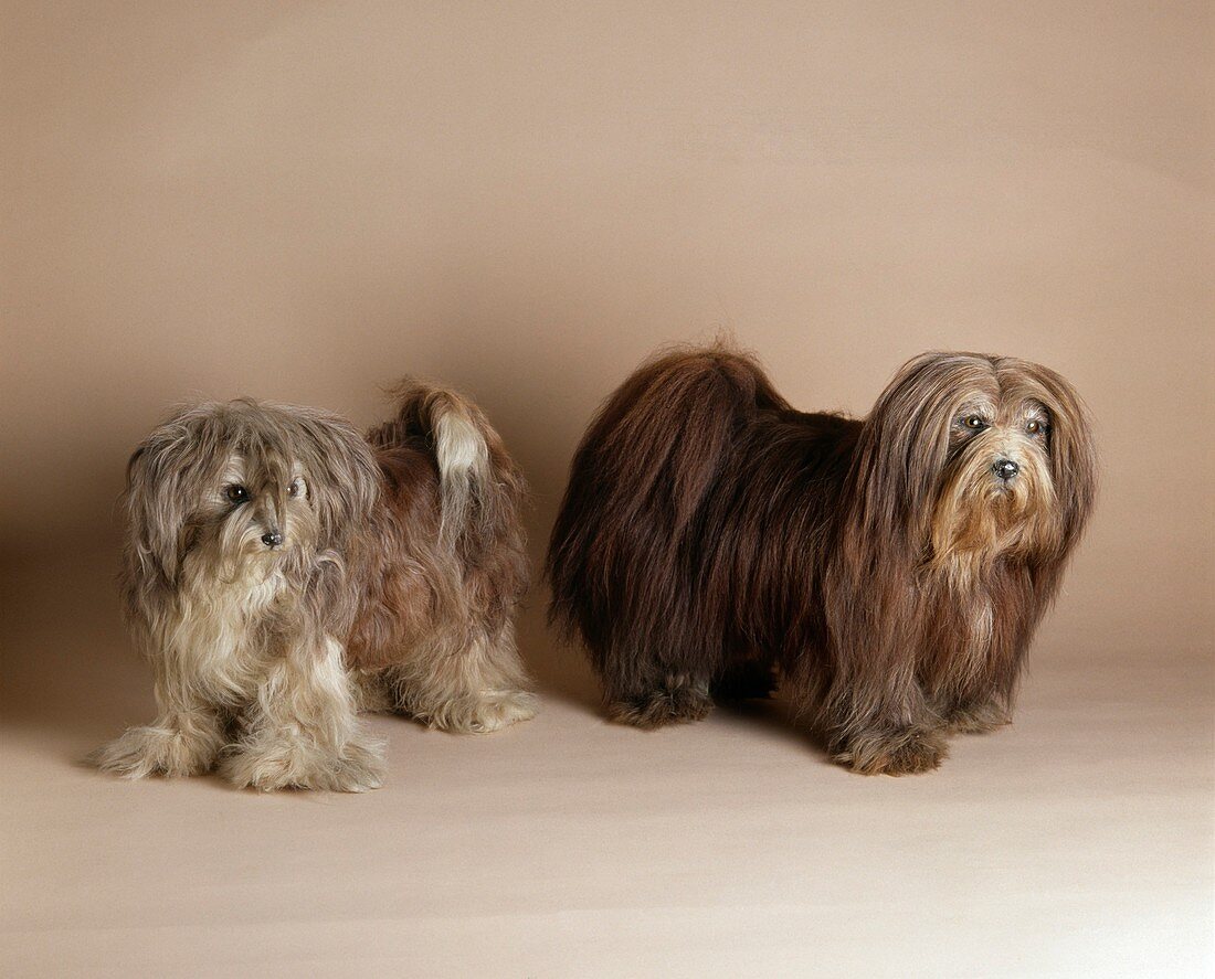 Tibetan terriers,stuffed specimens