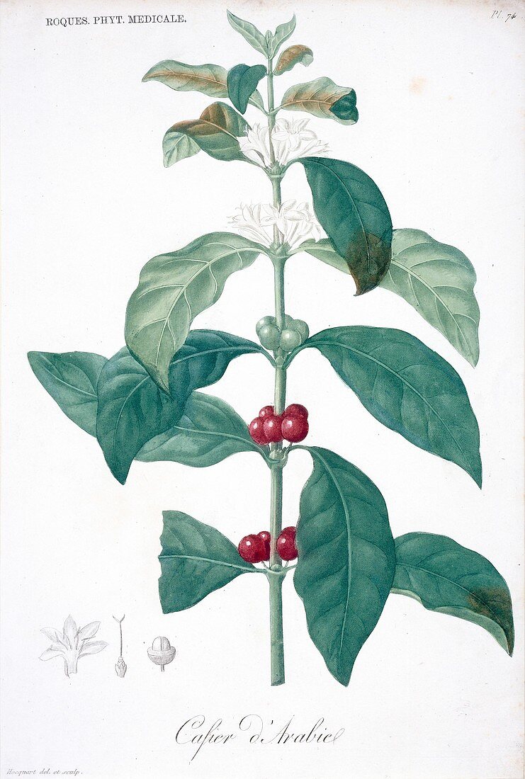 Coffee plant,19th century