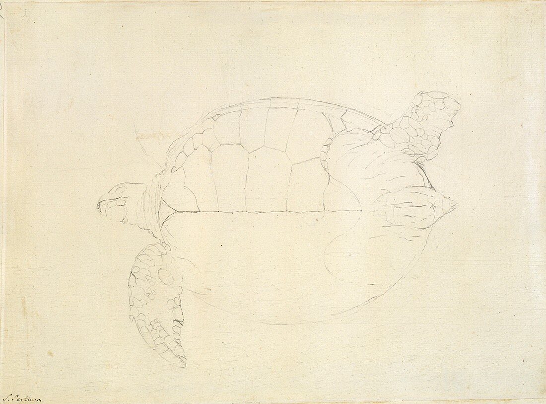 Green sea turtle,18th century