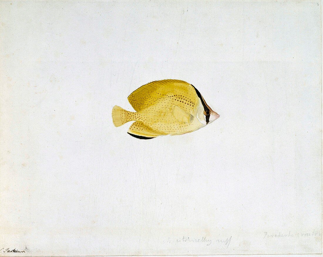 Citron butterflyfish,18th century