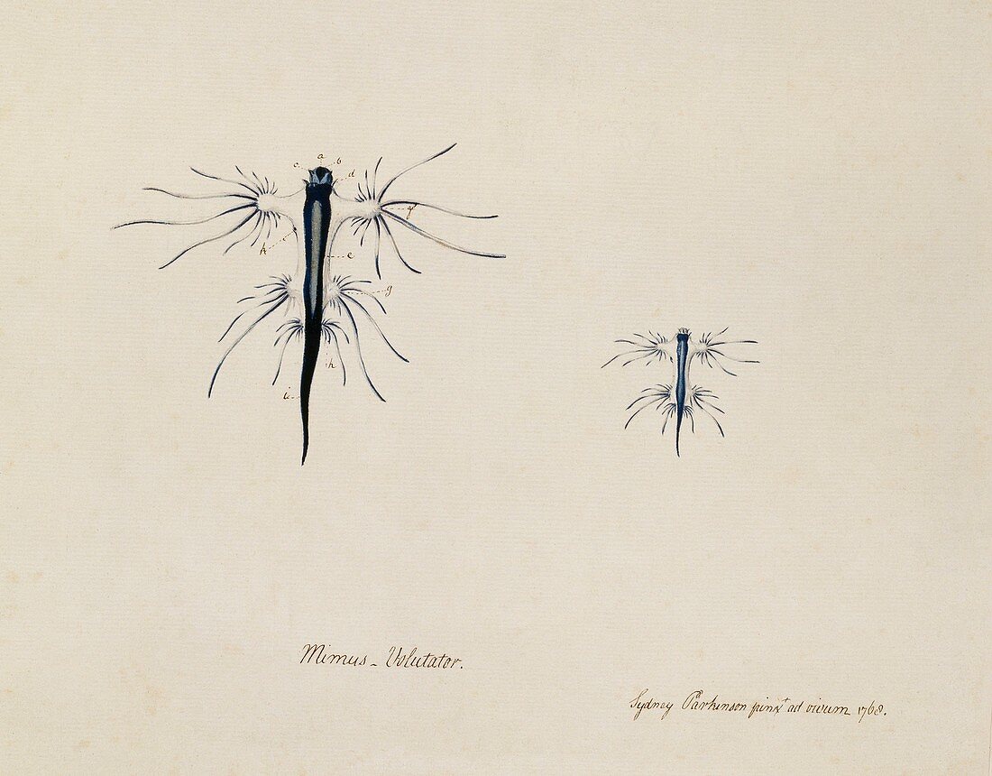 Blue sea slug,18th century