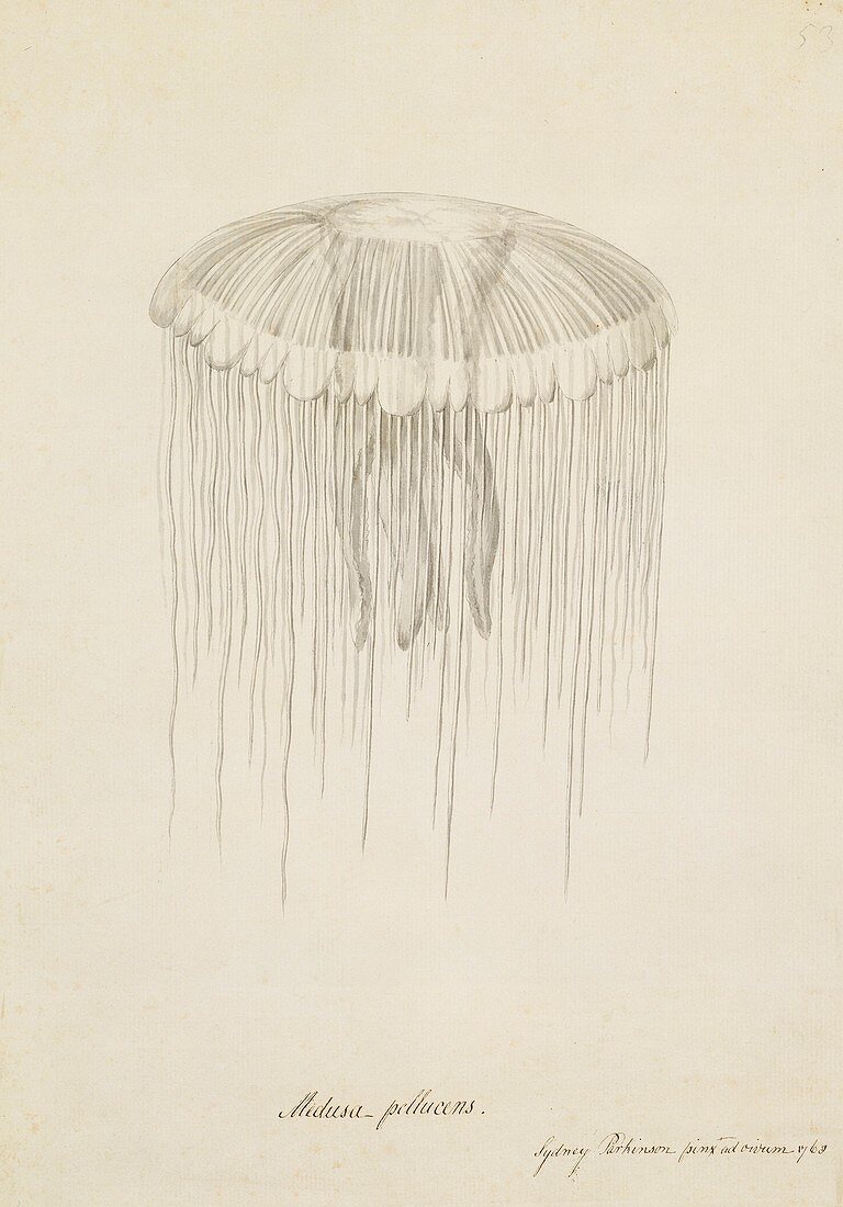 Lion's mane jellyfish,18th century