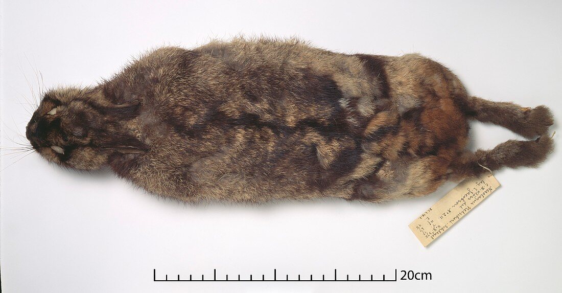 Sumatran rabbit,skin specimen
