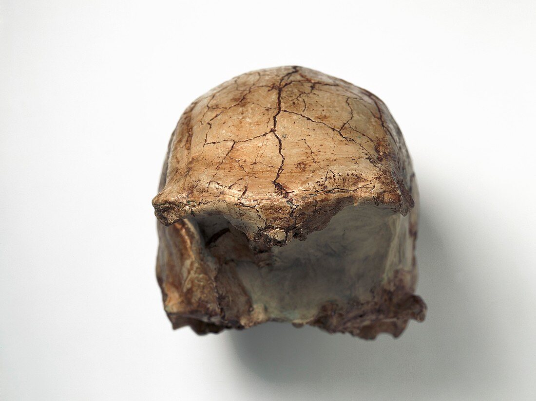 Homo sapiens cranium (LH 18)