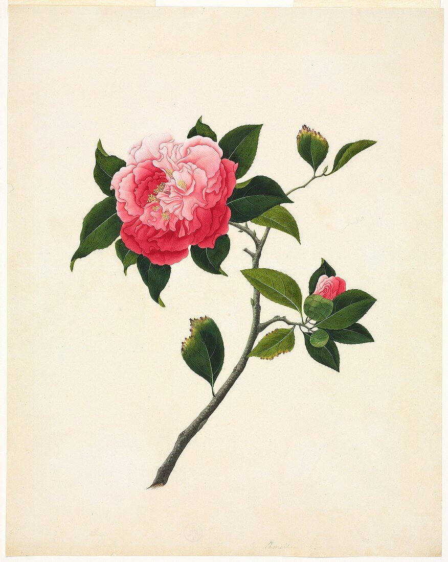 Camelia flower,19th-century artwork