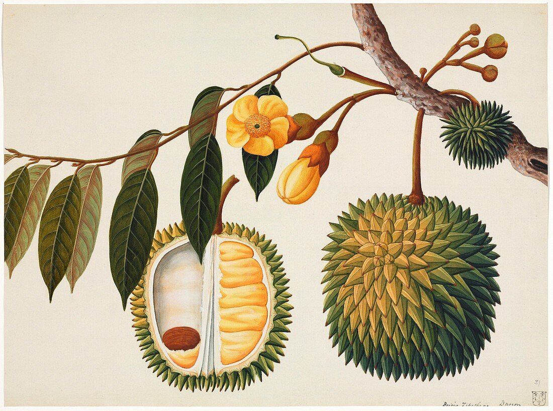 Durian fruit,19th-century artwork