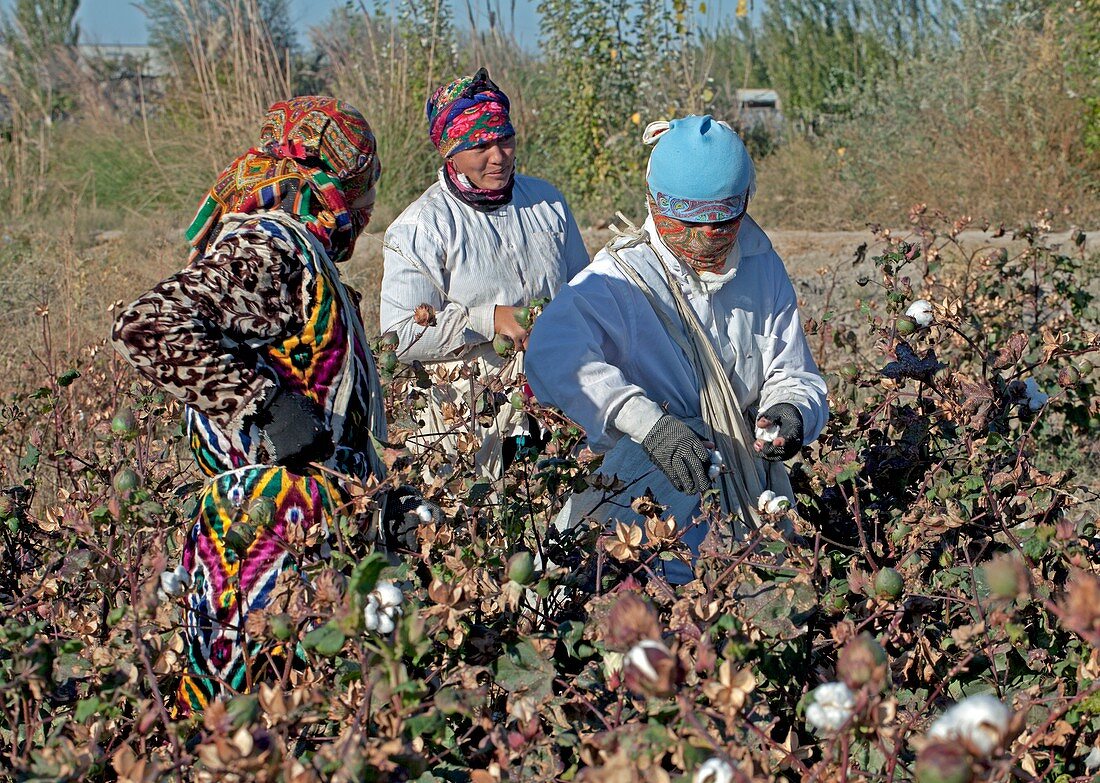 Cotton boll harvesting