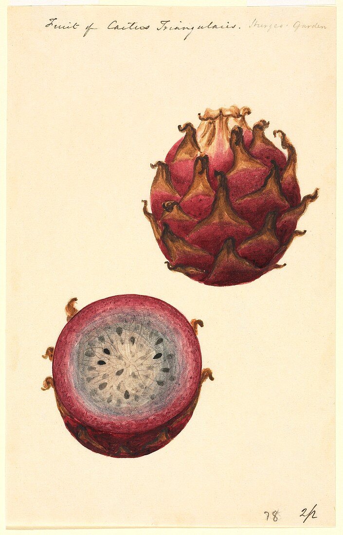 Pitahaya fruit,19th-century artwork