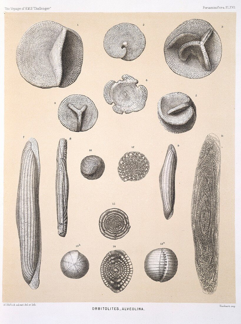 Orbitolites foraminifera,HMS Challenger