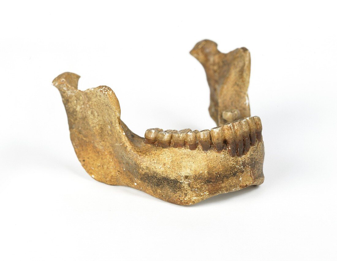 Homo heidelbergensis mandible (Mauer 1)